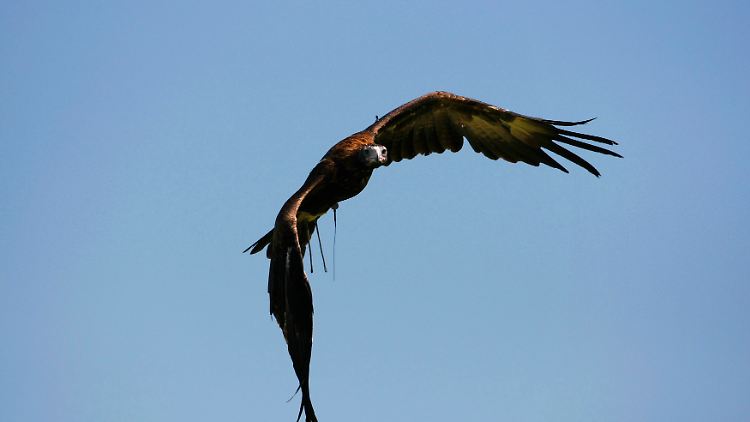 Dynatoaetus gaffae war doppelt so groß wie der größte Adler, der jetzt in Australien lebt - der Keilschwanzadler.