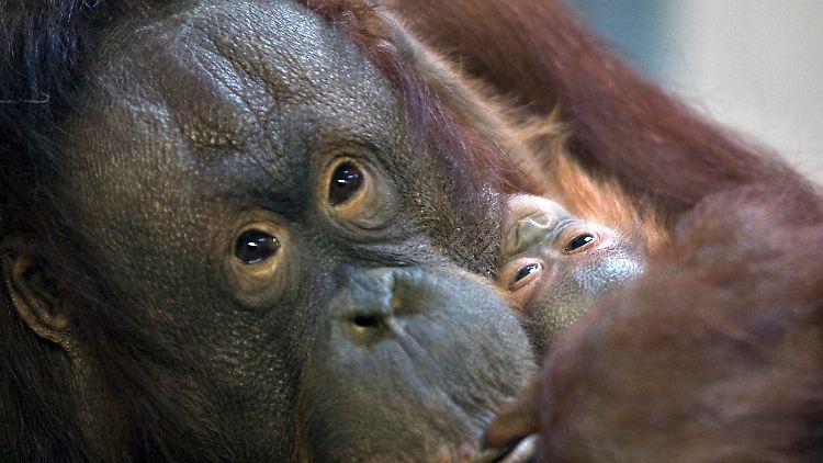 Orang-Utans lernen voneinander und sind sehr fürsorgliche Mütter.