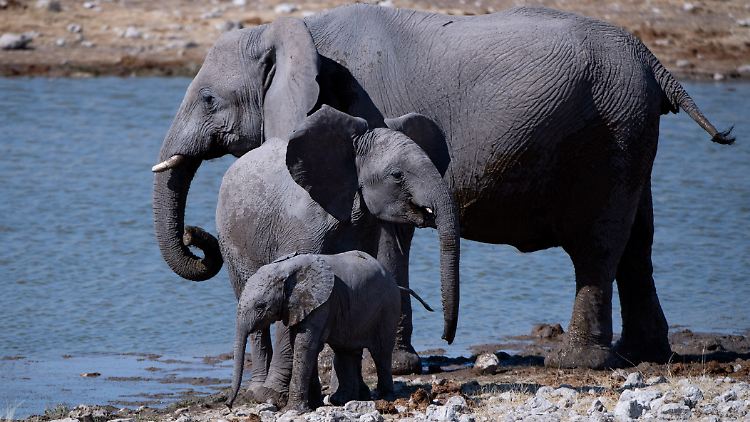 Afrikanische Elefanten (Loxodonta africana) mit Jungtier am Wasserloch im Etosha Nationalpark in Namibia.