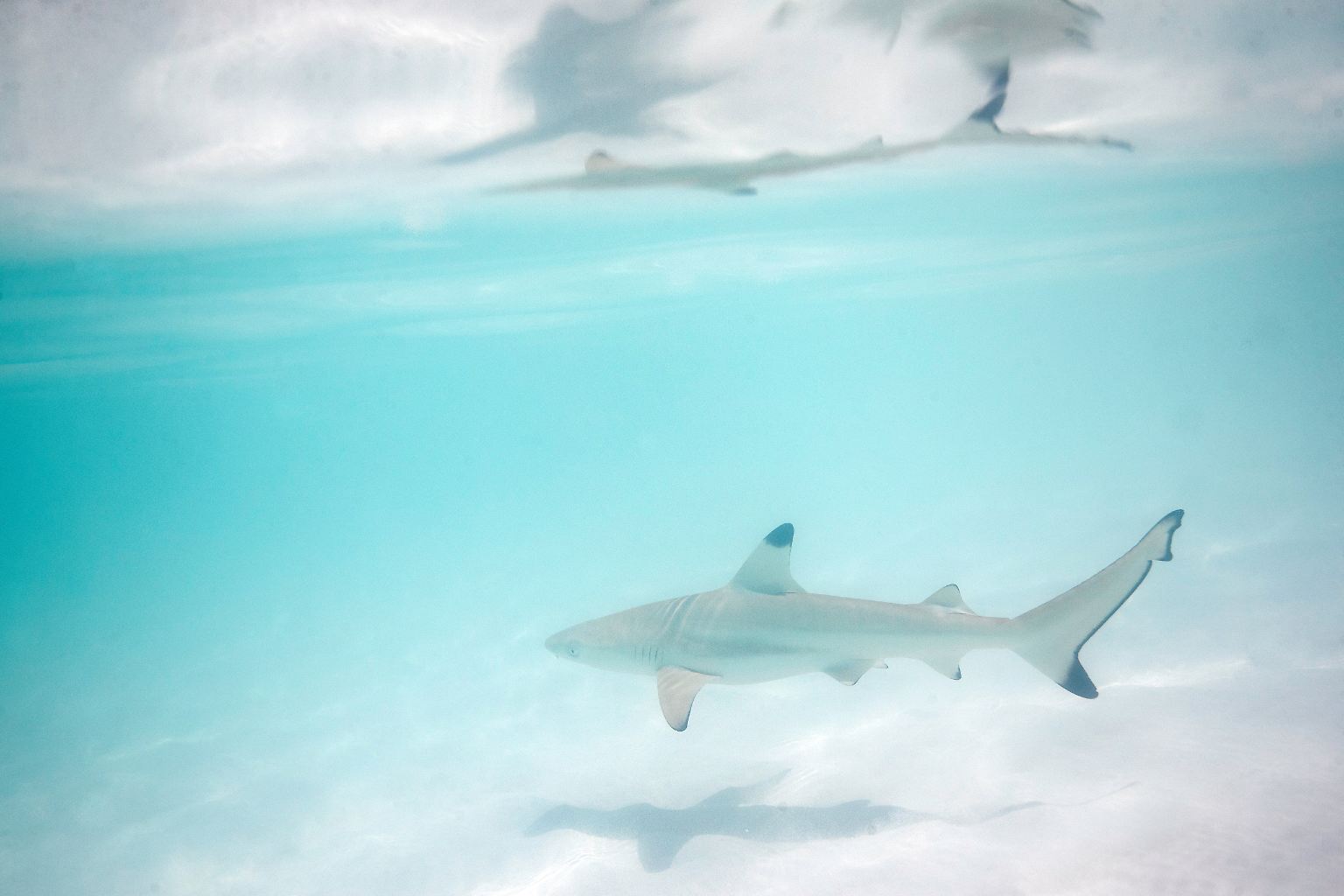 Jeden Tag bietet sich ein ähnliches Bild: Während sich im türkisblauen Wasser der Maya Bay bis zu 40 Schwarzspitzen-Riffhaie tummeln, ...