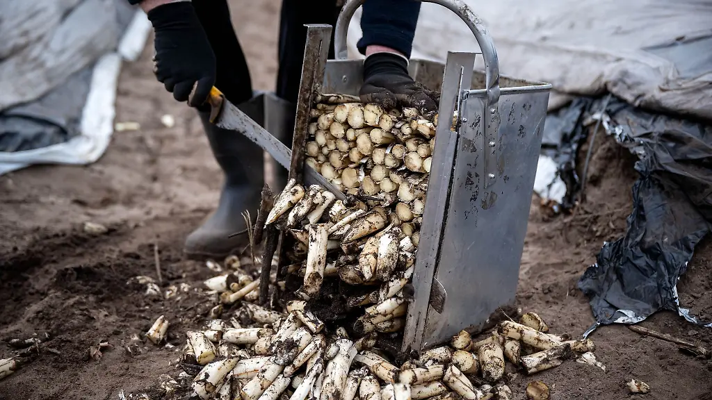 Spargel-von-einem-beheizten-Feld-wird-zurechtgeschnitten