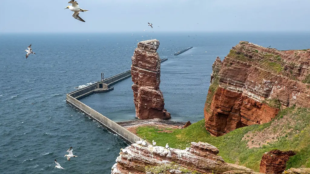 Basstoelpel-fliegen-ueber-die-Hochseeinsel-Helgoland