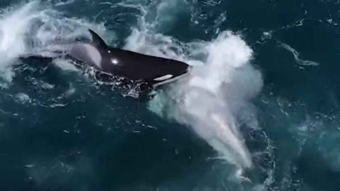Orca_Grauwale.JPG