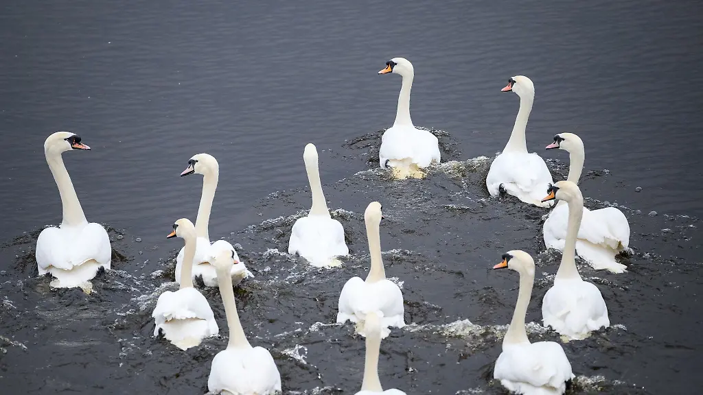Die-Alsterschwaene-schwimmen-in-Richtung-Aussenalster
