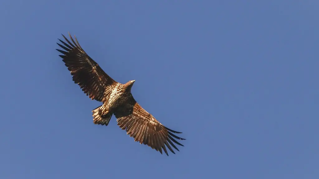 Ein-Seeadler-fliegt-ueber-dem-Niederrhein