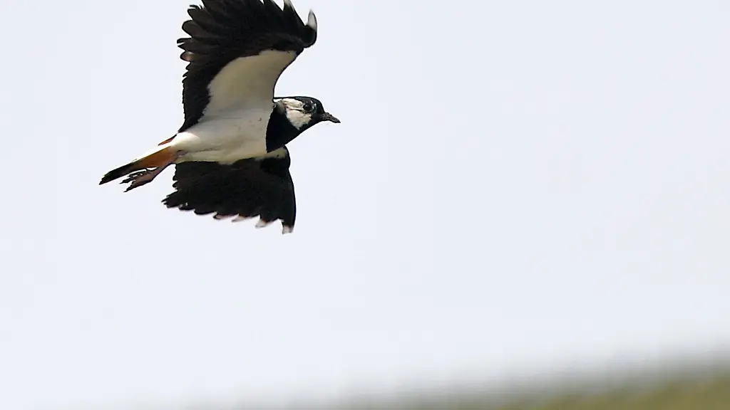 Ein-Kiebitz-fliegt-bei-Bodenheim-ueber-die-Rheinwiesen