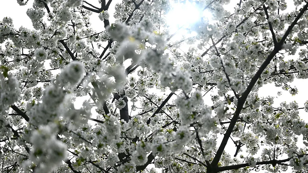 Die-Sonne-scheint-durch-die-Blueten-eines-Baums