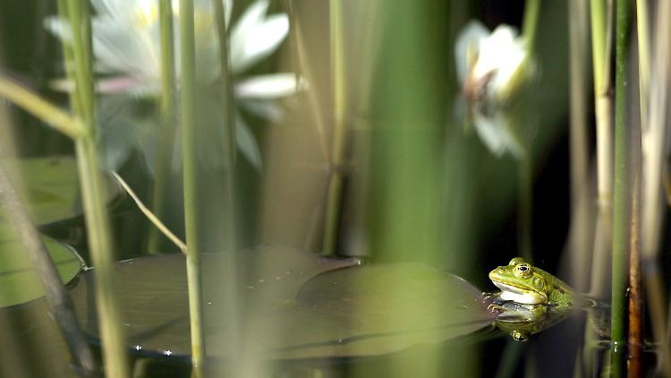 Der Wasserfrosch: Kryo-Konservierung in der Natur.