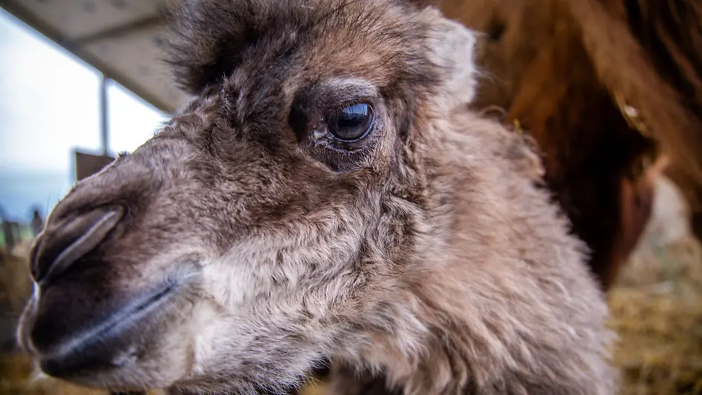 Der-am-28-03-2024-geborene-kleine-Kamelhengst-Kadir-steht-im-Privat-Tierpark-Elefantenhof-Platschow-mit-Mama-Chicky-in-einem-Stall
