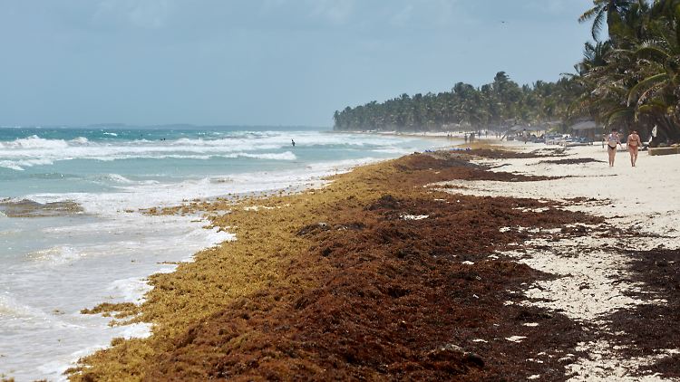 Wer derzeit in Tulum an der mexikanischen Karibikküste spazieren gehen will, ...
