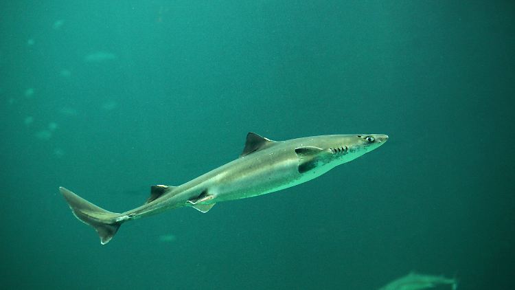 Ein Dornhai schwimmt in einem Becken in der dänischen Hafenstadt Hirtshals. 