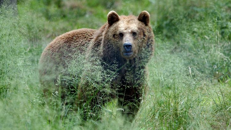 Etwa 100 Bären leben in der Gegend von Trentino in freier Wildbahn. (Symbolbild)