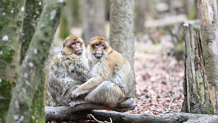 Affen sind in Zoos und Tierparks immer eine Attraktion.