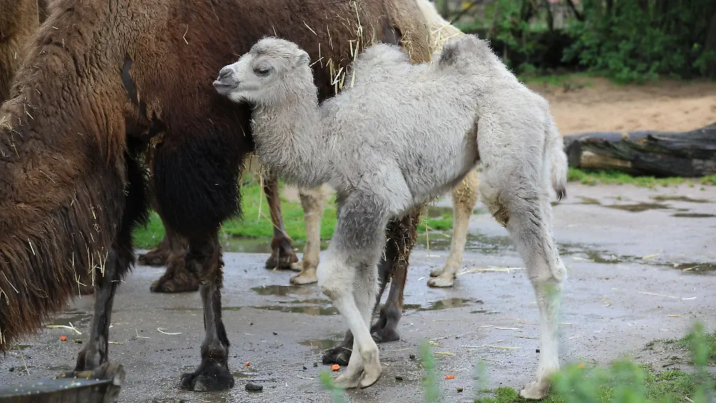 Trampeltier-Omar-steht-mit-dem-Muttertier-im-Gehege