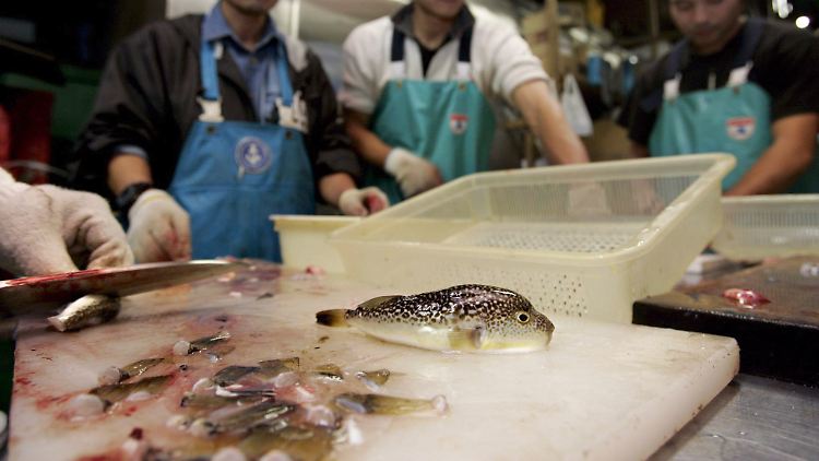 Richtig zubereitet, soll der Genuss von Kugelfisch ein Geschmackserlebnis sein.
