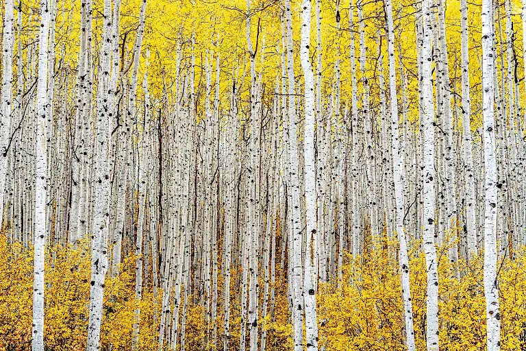 SILVER-Robert-Ross-Aspen-trees