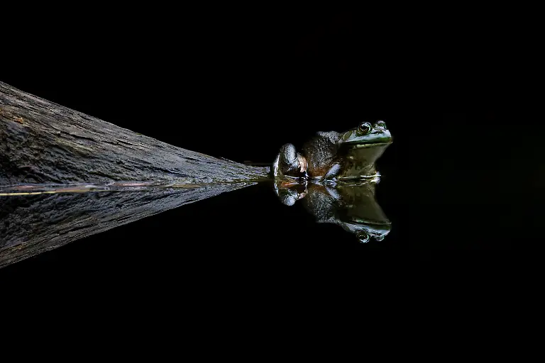 BRONZE-Rafal-Dymarkowski-Reflections-of-The-Frog