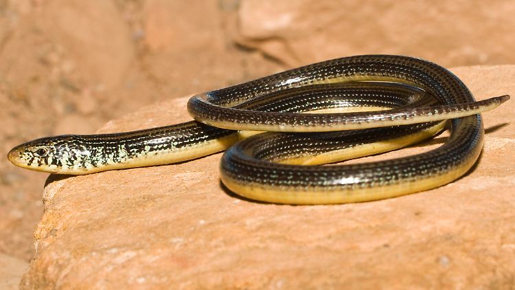 Beinlose Echsen, wie die hier abgebildete Östliche Glasschleiche (Ophisaurus ventralis), machen Sprünge, wenn sie in die Enge getrieben werden - das Wegrollen wie bei der Binden-Riednatter ist in der Natur sehr selten.