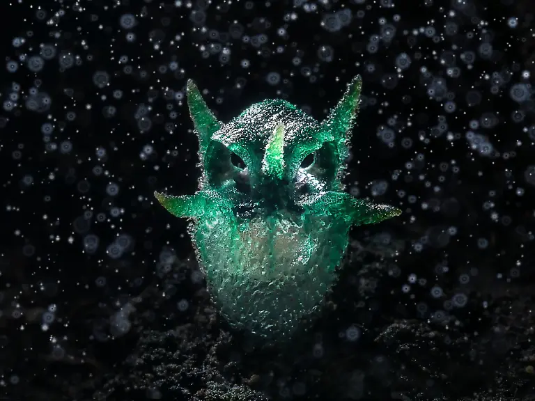 GOLD-Chatree-Lertsintanakorn-Owl-like-plant