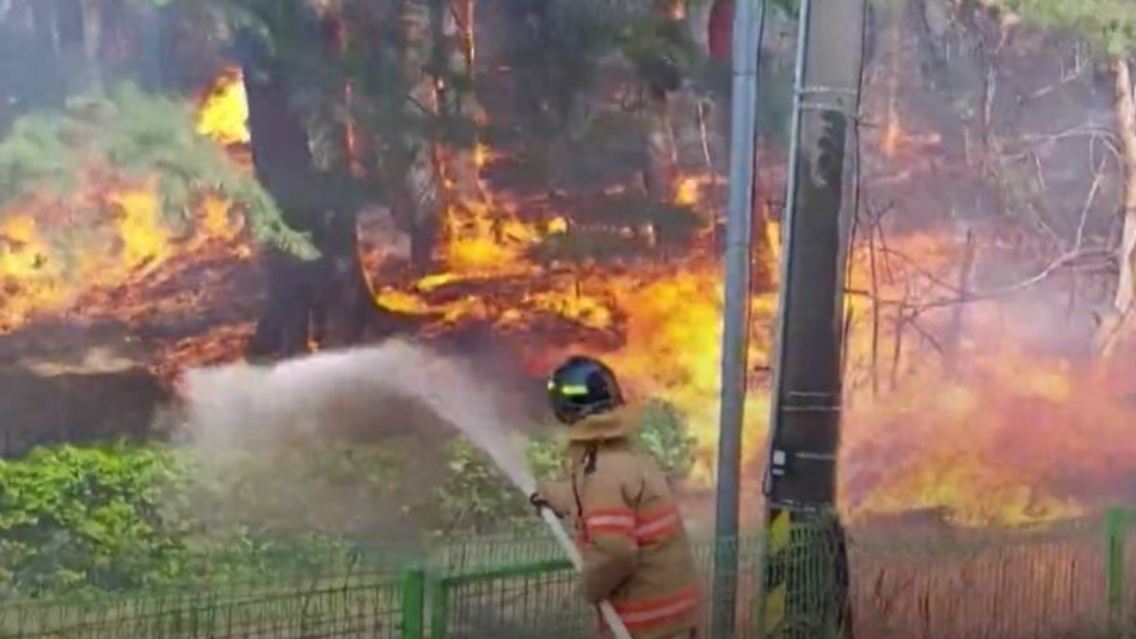 waldbrand.JPG