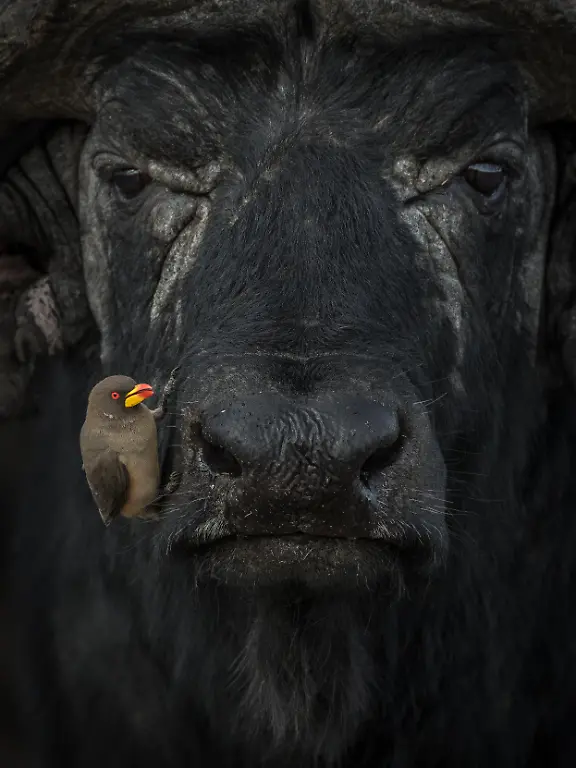SILVER-Lakshitha-Karunarathhna-Oxpecker-and-water-buffalo