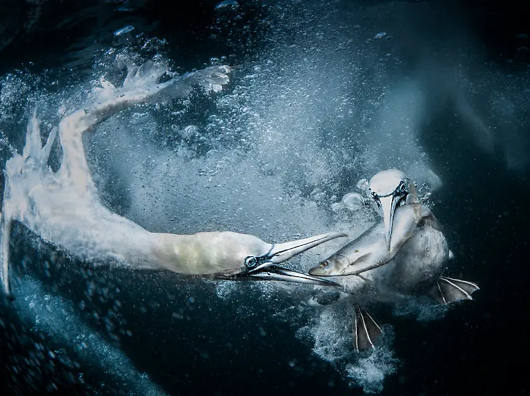 GOLD-Tracey-Lund-Underwater-Gannets