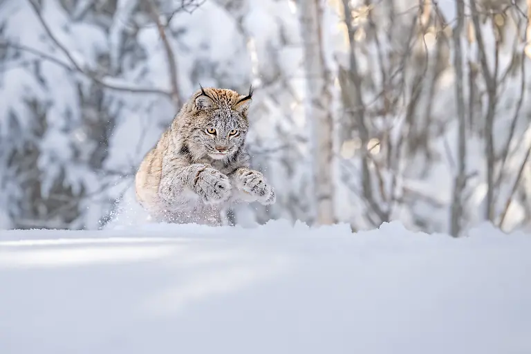 SILVER-Thomas-Vijayan-Lynx-Pounce