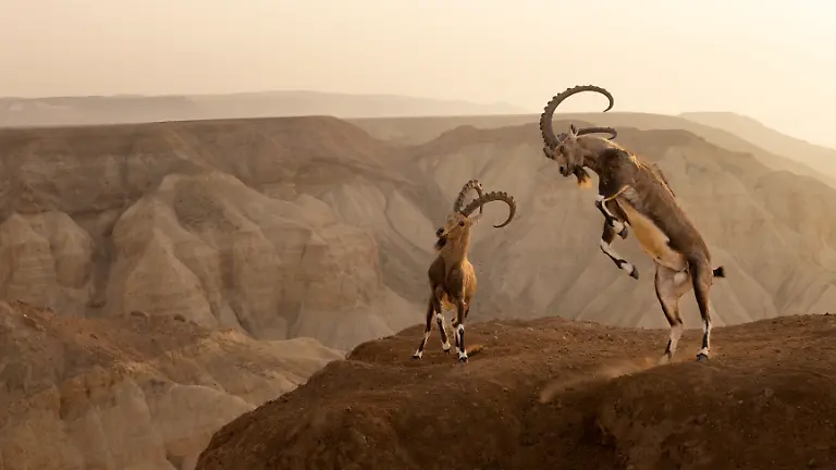 GOLD-Amit-Eshel-Livin-OnTheEdge