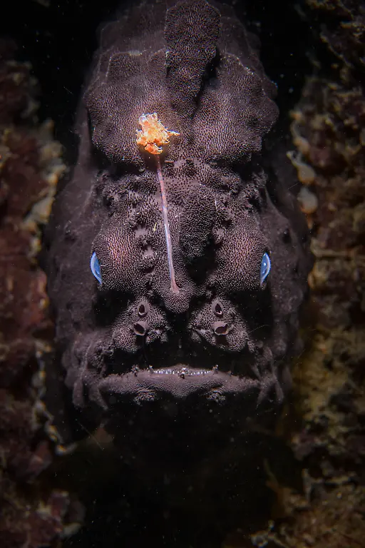 GOLD-Nicolas-Remy-Anger-Fish