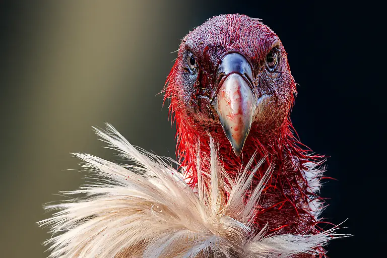 BRONZE-Partha-Roy-Bloody-Himalayan-vulture