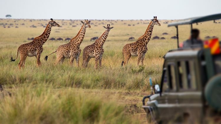 Im Serengeti-Park kommt man Wildtieren wie Giraffen ganz nah. Warum ein Urlaub hier lohnenswert sein kann.
