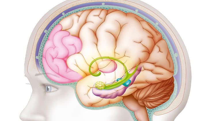 Illustration der Lage der schwarzen Substanz (blau). Dieser Bereich enthält Dopamin-Neuronen, die bei der Parkinson-Krankheit in geringerer Menge produziert werden. Der präfrontale Kortex, die Mandeln, der Hippocampus und der Thalamus sind ebenfalls abgebildet.