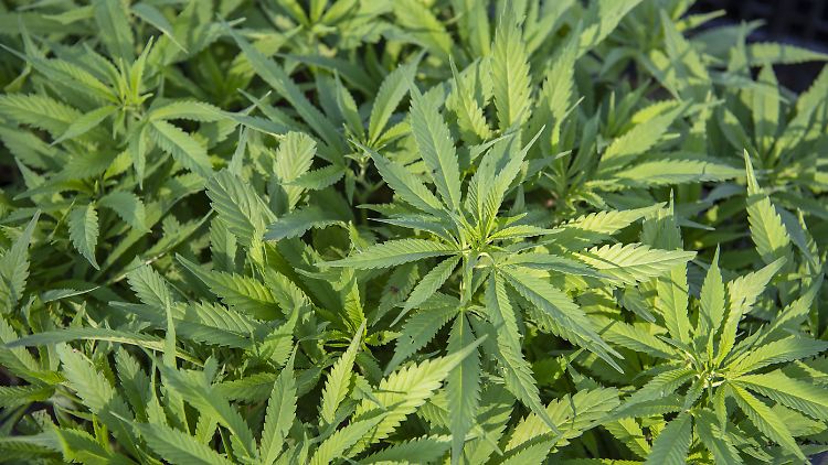 Ein Cannabis-Klub könnte auch mehrere Hundert Pflanzen für seine Mitglieder anbauen.