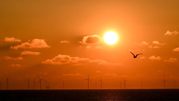 Offshore-Windparks, also Windräder auf dem Meer haben einer Studie zufolge einen negativen Einfluss auf die Bestände bestimmter Wasservögel - aber nicht auf alle.