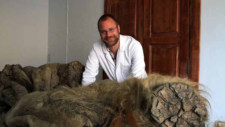 Love Dalén, der an der Studie beteiligt war, mit dem Yuka-Mammut, dessen Genom in die Analysen einbezogen wurde.
