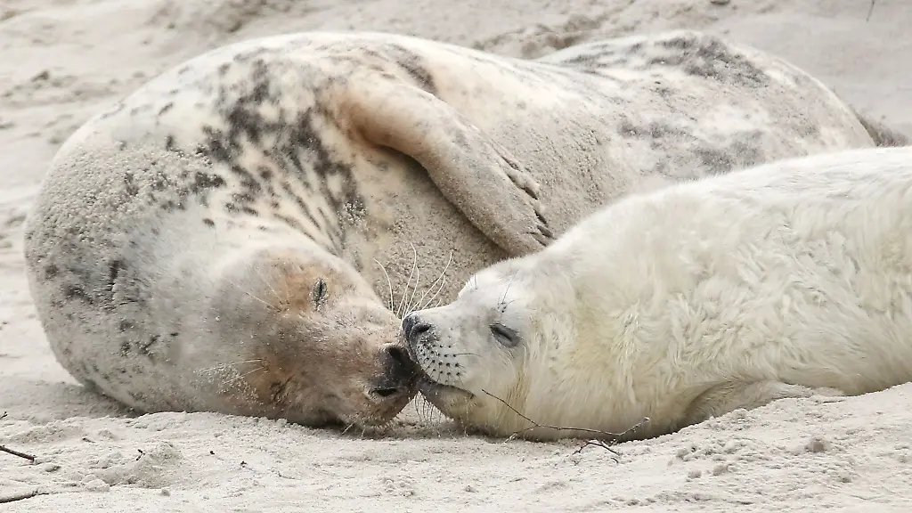 Eine-junge-Kegelrobbe-und-das-Muttertier-liegen-am-Strand-der-Duene-vor-der-Hochseeinsel-Helgoland