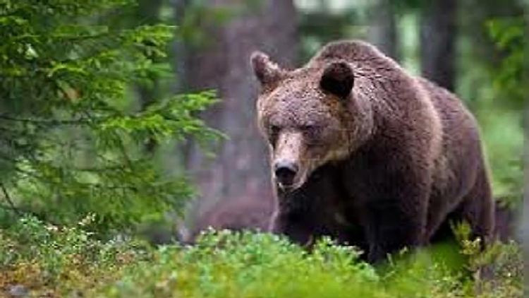 Die Bärin sollte bereits 2020 erlegt werden nachdem sie zwei Menschen angegriffen hatte.