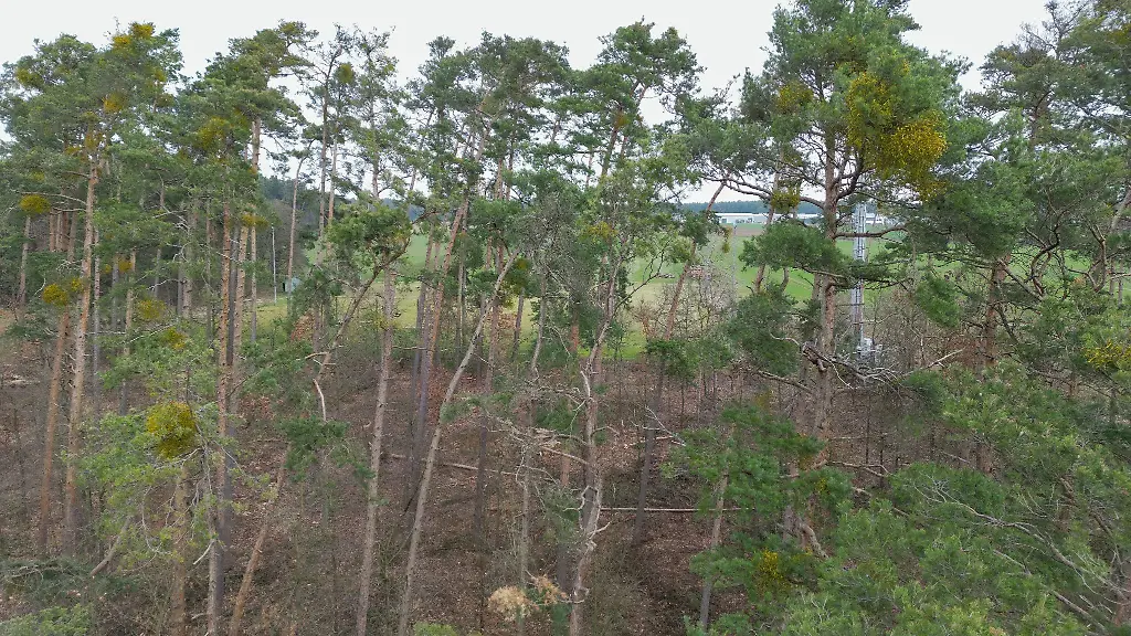 Kiefern-sterben-am-Rand-eines-Waldes-ab-sie-bekommen-einen-roten-Stamm-und-die-Nadeln-welken