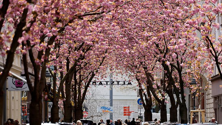 Ein Dach aus rosa Blüten schmückt die Bonner Altstadt. 