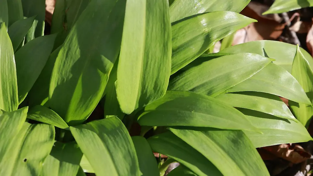 Baerlauch-waechst-in-grossen-Mengen-in-einem-Landschaftspark