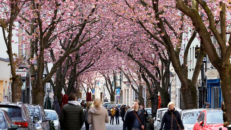 Die Kirschblüten blühen zuverlässig, das Wetter hingegen zeigt sich unbeständig.