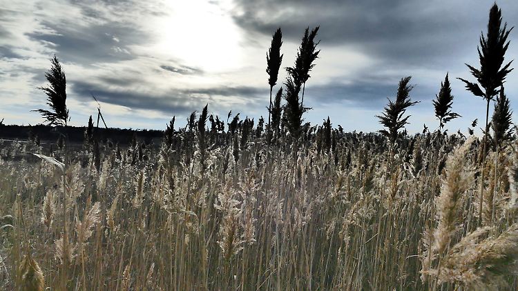 Polen und Ungarn begründen ihr Vorgehen damit, Schaden von der heimischen Landwirtschaft abwenden zu wollen.