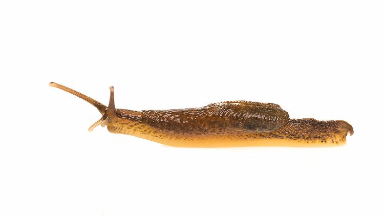 Die neu entdeckte Spezies wurde auf den Namen "Microparmarion sallehi" getauft. 
