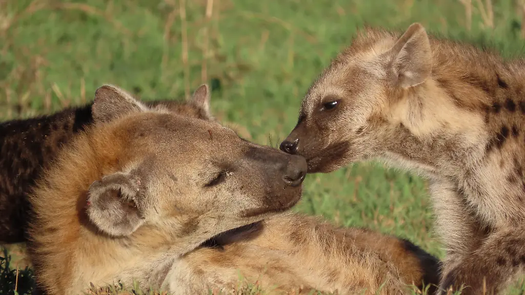 urn-binary-dpa-com-20090101-240326-99-472545-FILED