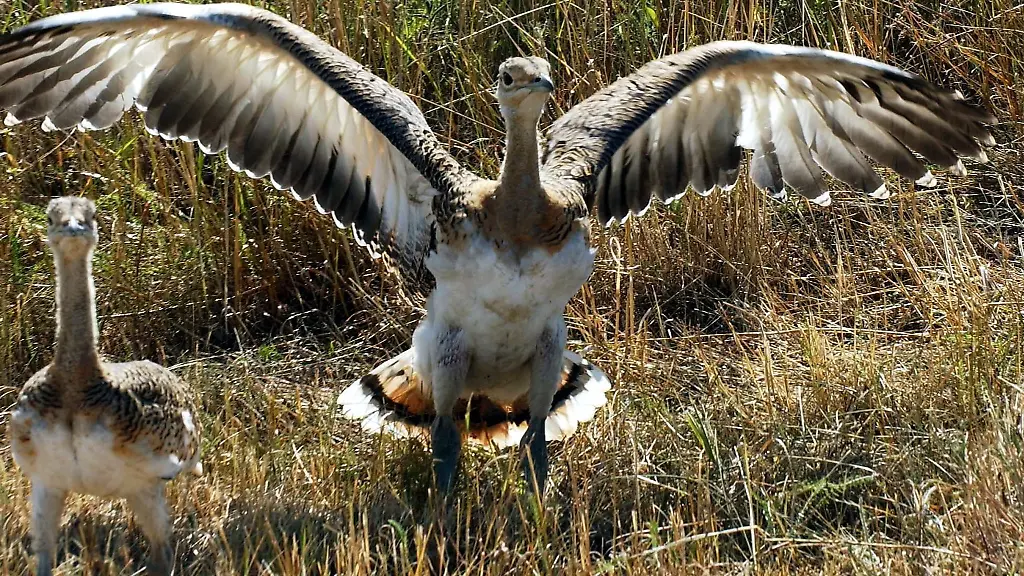 Zwei-ausgewilderte-junge-Grosstrappen-in-den-Belziger-Landschaftswiesen-bei-Baitz-Brandenburg
