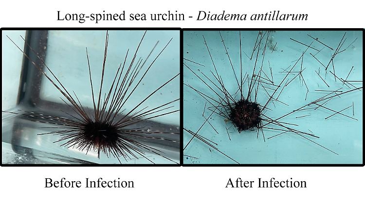 Nach der Infektion sieht der Seeigel aus wie ein Haufen Stecknadeln.