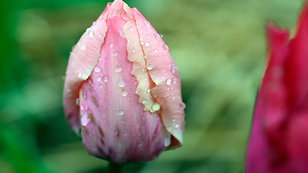 Regentropfen-perlen-von-einer-Tulpe