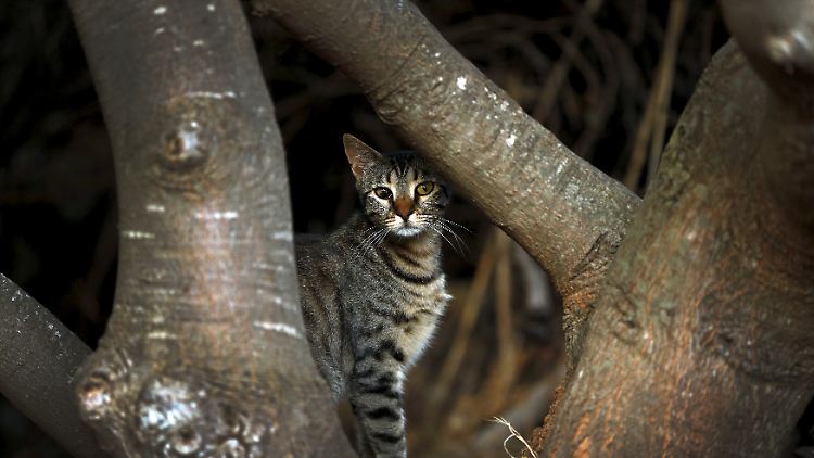 Nicht domestizierte Katzen stellen in Neuseeland ein Problem für die Artenvielfalt und einheimische Tiere dar. (Symbolbild)