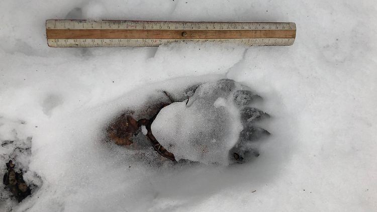 Die Spur eines Braunbären ist im Schnee im oberbayerischen Landkreis Miesbach zu sehen.