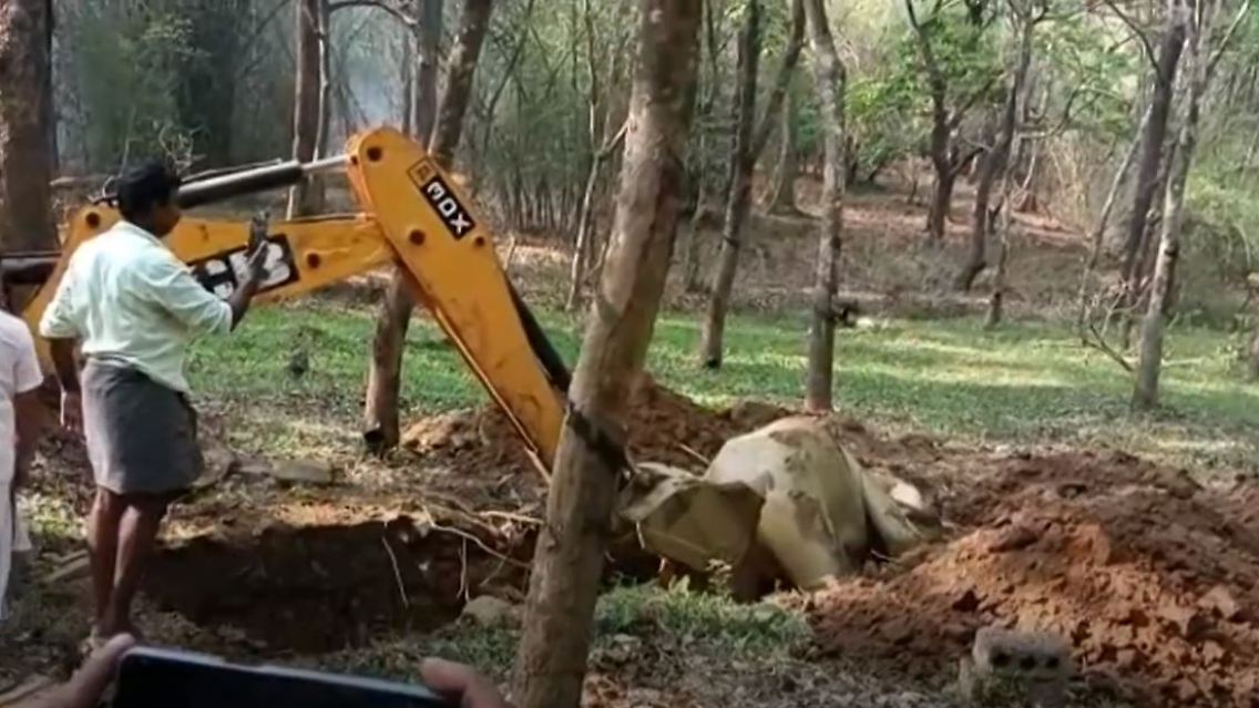 elefant.JPG